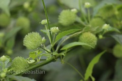 Hyptis capitata